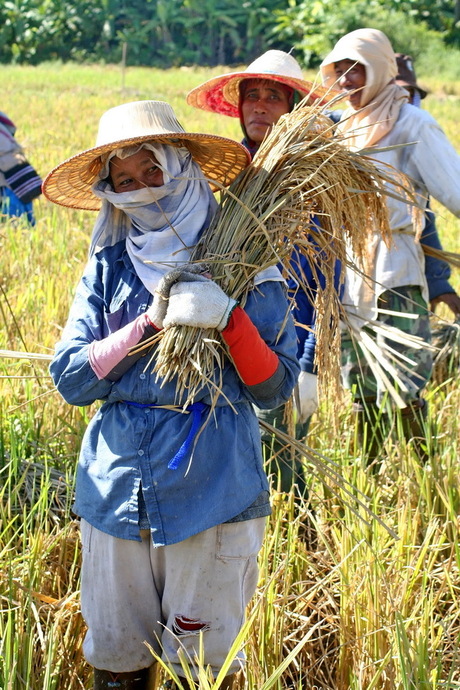 werken in de rijstvelden