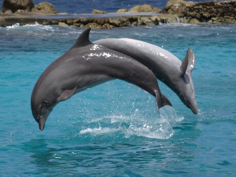 Dolfijnen in een boog