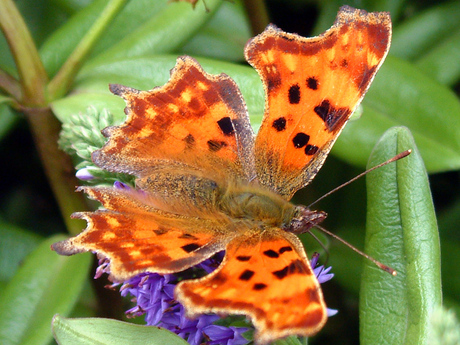 De gehakkelde aurelia (Polygonia c-album)