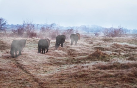 Ponies in een mistige morgen