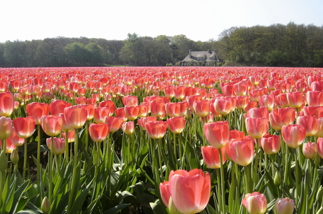 Tulpen in het licht