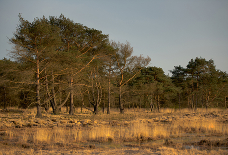 Kalmthoutse Heide,