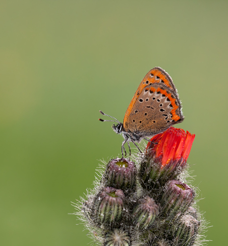 Blauwe vuurvlinder