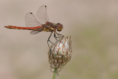 Steenrode Heidelibel