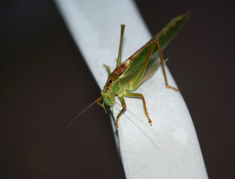 Grote groene sabelsprinkhaan