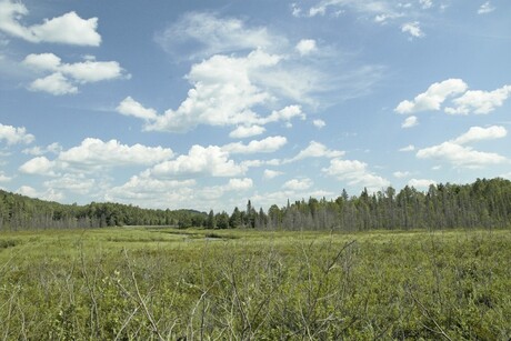 Algonquin N.P.