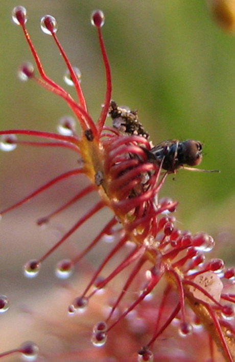te pakkeN zonnedauw pakt vlieg