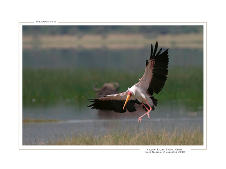 Yellow Billed Stork, Kenia