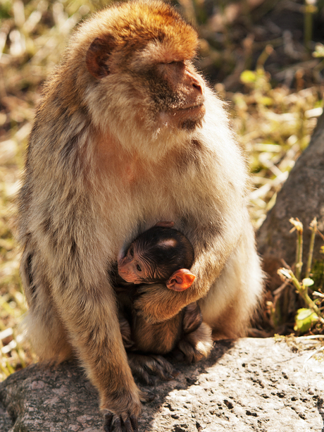 berber aap met jong