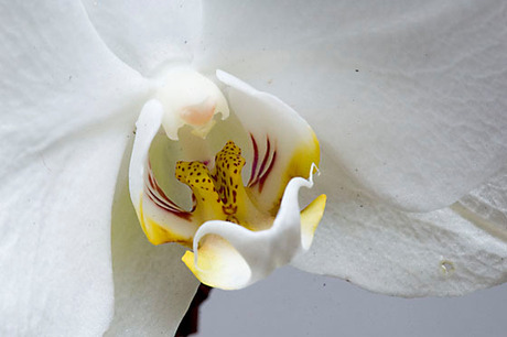 Orchidee