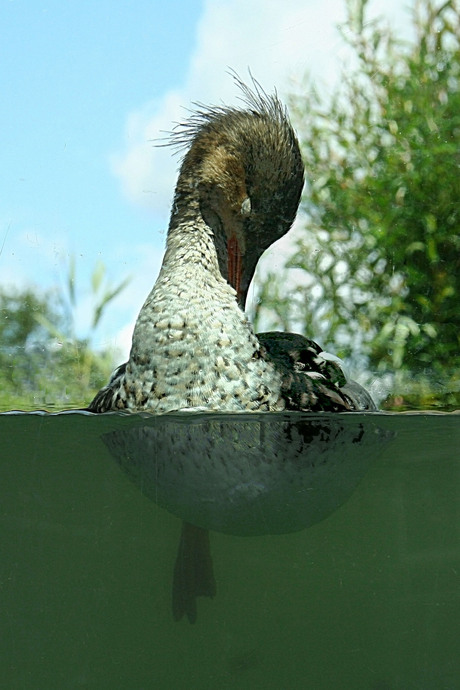 Watervogel