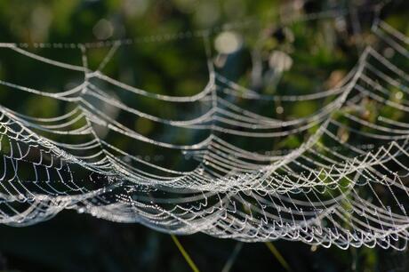 web-look