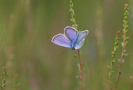 Blauwtje