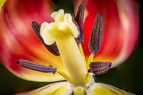 Macro-tulp-7