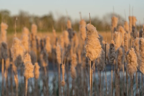 Suikerspin of ontplofte rietsigaar?