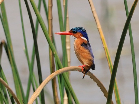 kleine gekuifde ijsvogel