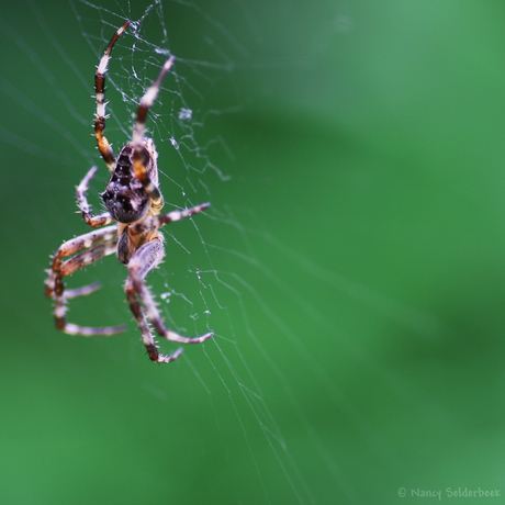 Aranha.