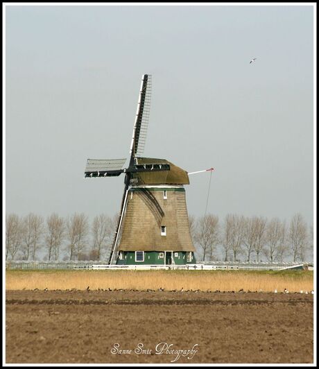 Molen