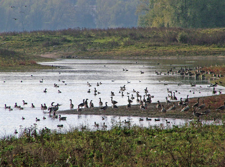 Ganzen in Bemmelse polder