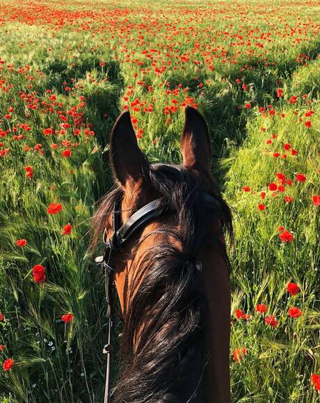 Poppy flower