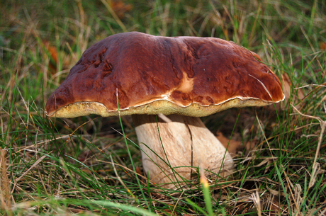 Broodje in de natuur