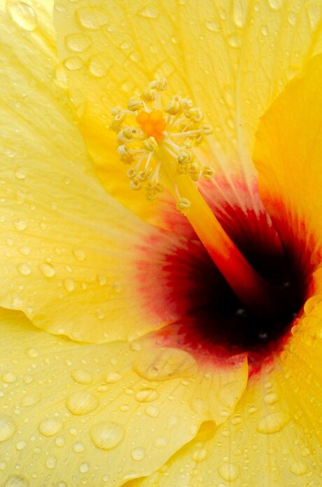 hibiscus