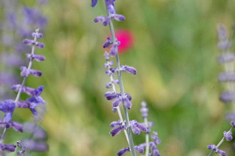 Les fleurs