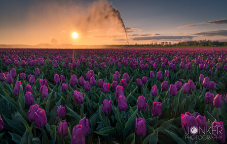 'Tulip Sunset'