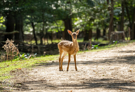 Bambi!