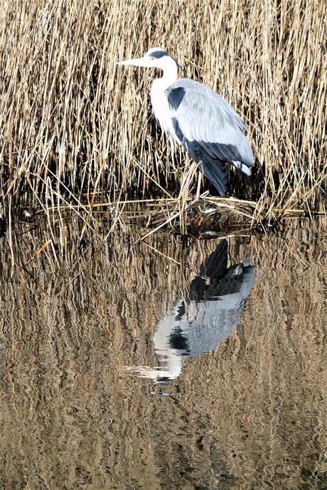 P1430517 Westland Lentegevoel nr5 Reiger in rietkraag 9 mrt 2017