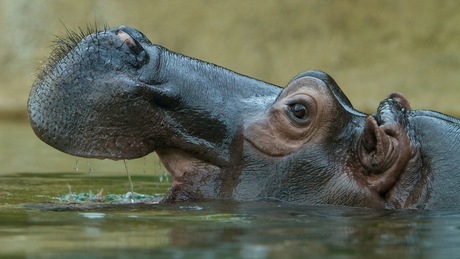 Hippo