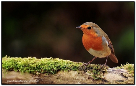 Roodborstje,Robin