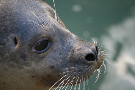 Close-up zeehond