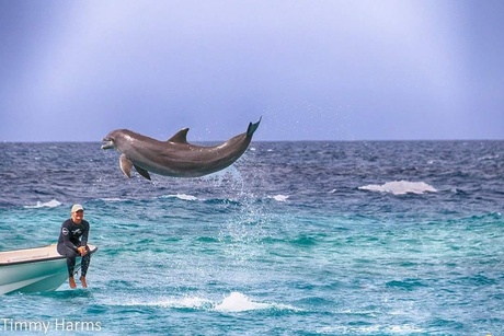 Dolfijn bezoek