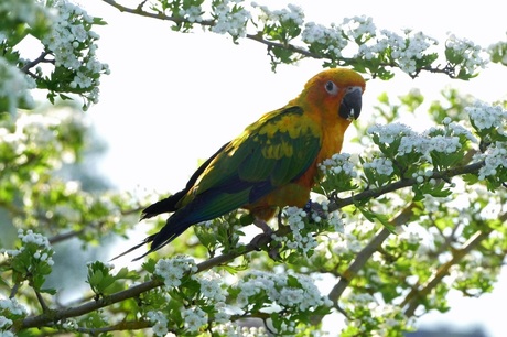 Zonparkiet Monty in Meidoorn. Tijdens Freeflight Uiterwaarden, 2-5-2018