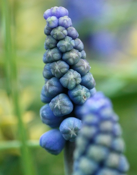 macro blauw druifje
