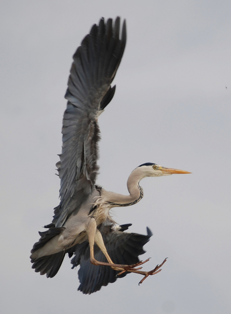 De Reiger komt terug!