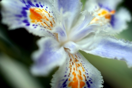 Orchidee Iris