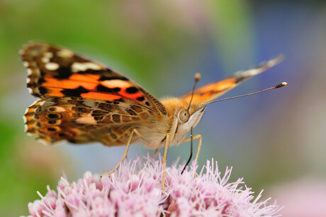 Nectar zuigende distelvlinder