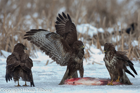 Buizerd