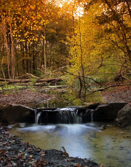 Herfst in het waterloopbos