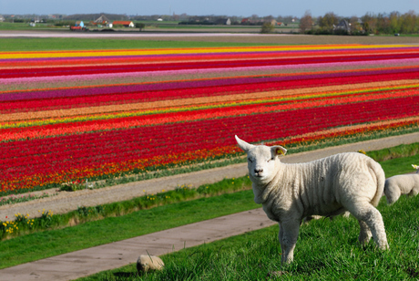 Texel , eiland van wol en bloembollen