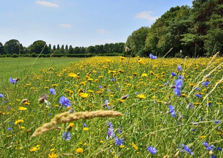 kleurrijk