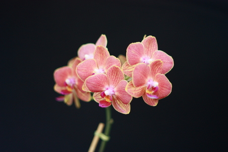 Een orchidee..