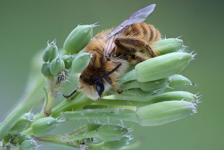 Sleeping Honey Bee