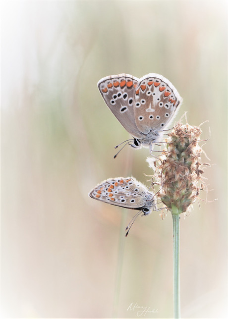 Gezellig met z'n tweetjes