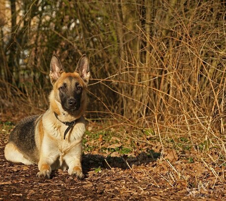 Herdershond uit onze buurt