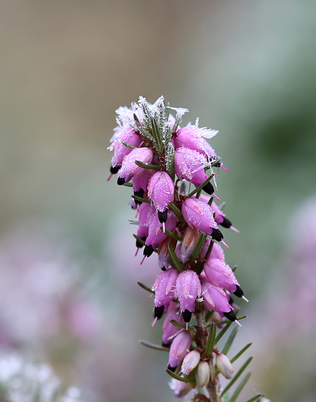 Frozen Flower