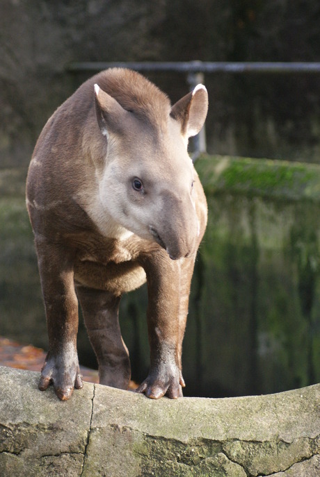 Een jonge tapir in Burgers zoo