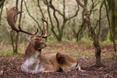 Koning van het bos.